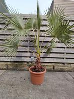 Washingtonia Robusta 2.00 m hoog, Ophalen, Bloeit niet, Overige soorten, Volle zon