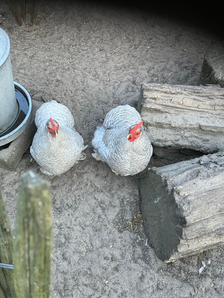 2 cochin HENNEN kriel zilver/wit, Dieren en Toebehoren, Pluimvee, Vrouwelijk, Kip