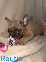 Mooie franse bulldog pups 8 weken oud mogen nest verlaten, Dieren en Toebehoren, Honden | Niet-rashonden, Parvo, 8 tot 15 weken