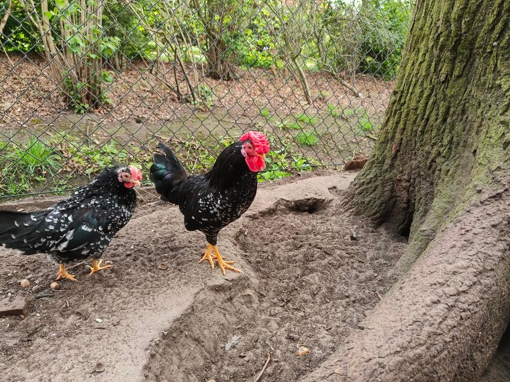 Ancona krielhaantje, Dieren en Toebehoren, Pluimvee, Meerdere dieren, Kip
