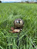 Slechtvalk Tarsel 2025, Mannelijk