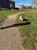 Prachtige Merle Franse Bulldog pup, Dieren en Toebehoren, Honden | Bulldogs, Pinschers en Molossers, Parvo, Particulier, 15 weken tot 1 jaar