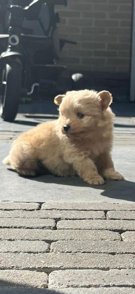 Prachtige pomapoo mini, Dieren en Toebehoren, Honden | Chihuahua's en Gezelschapshonden, 8 tot 15 weken, Eén hond, Nederland, Particulier