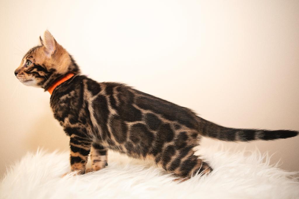 Raszuiver Bengaalse kittens zoeken gouden mandjes, Dieren en Toebehoren, Katten en Kittens | Raskatten | Korthaar, Meerdere dieren
