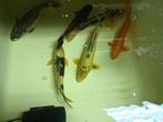6 Japanse koi 55+, Karper of Koi