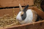 Hollander konijnen | Gecastreerde konijnen | Passendadvies, Dieren en Toebehoren, Konijnen, Mannelijk, Middelgroot, Hangoor, 0 tot 2 jaar