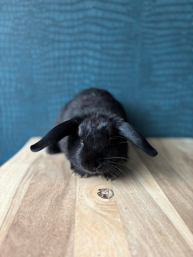 Zwart konijn hang oor, Dieren en Toebehoren, Konijnen, Mannelijk, Middelgroot, Hangoor, 0 tot 2 jaar