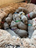 Prachtige weimaraner pups, HCC (leverziekte), Overige rassen, 8 tot 15 weken, Meerdere