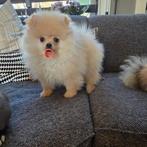 Pomeriaan pup teefje pomeranian  / dwergkees, Dieren en Toebehoren, Particulier, Keeshond, 15 weken tot 1 jaar, Buitenland