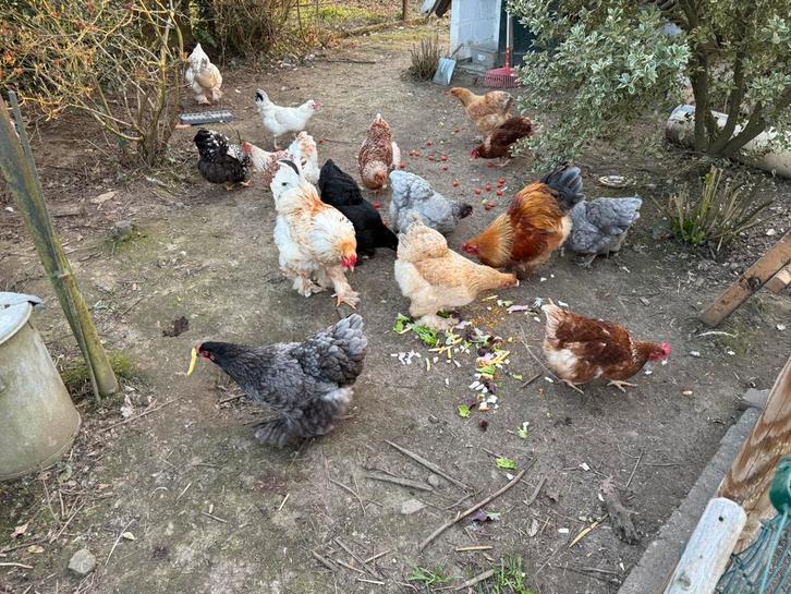 Diverse broedeieren 1€ per stuk, Dieren en Toebehoren, Pluimvee, Kip, Geslacht onbekend