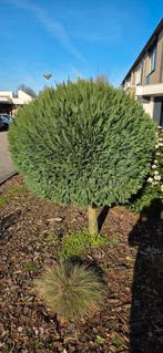 Bol coniferen op stam, Tuin en Terras, Bloeit niet, Halfschaduw, 100 tot 250 cm, Ophalen