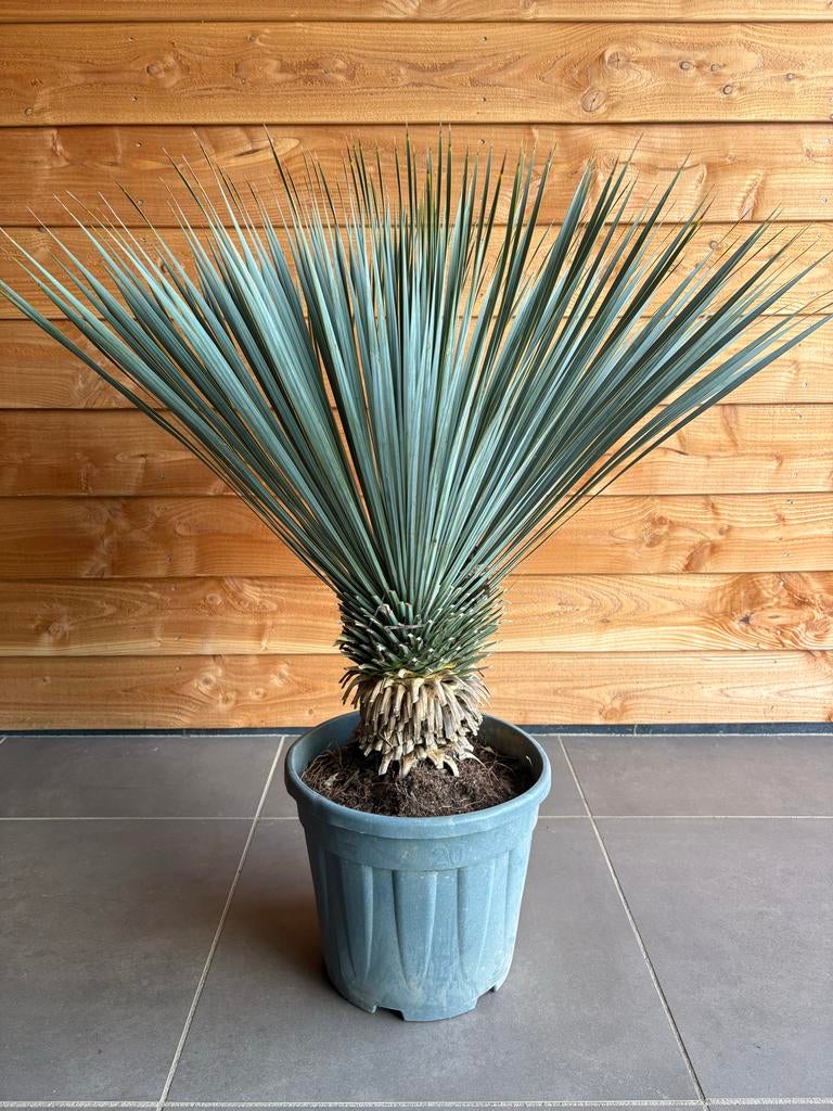 Yucca rostrata, Volle zon, Vaste plant, Lente, Ophalen