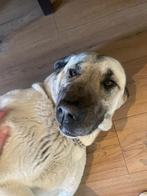 Turkse herder, Overige rassen, 1 tot 2 jaar, Teef, Parvo