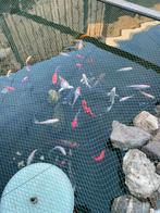 Vijvervissen, Dieren en Toebehoren, Overige soorten