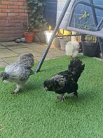 Silkie Haan, Mannelijk, Kip