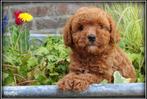 Maltipoo F1b pups, Nederland, Parvo, Overige rassen, 8 tot 15 weken