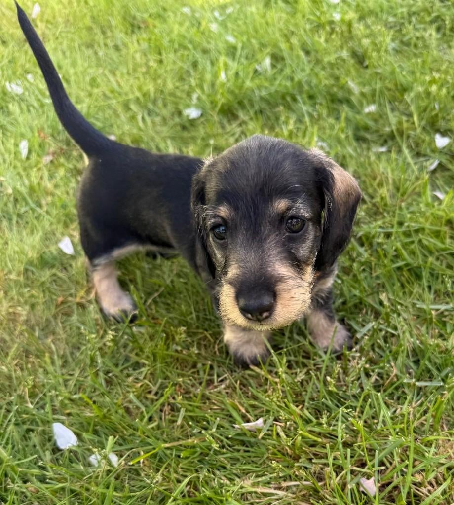 Teckel Kaninchen pups, Dieren en Toebehoren, Kaninchen, Parvo, 8 tot 15 weken, Meerdere