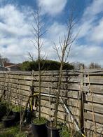 Liquidambar of amberboom zuilvormig pot gekweekt 4 meter, Bloeit niet, Zuilboom, Ophalen, Volle zon