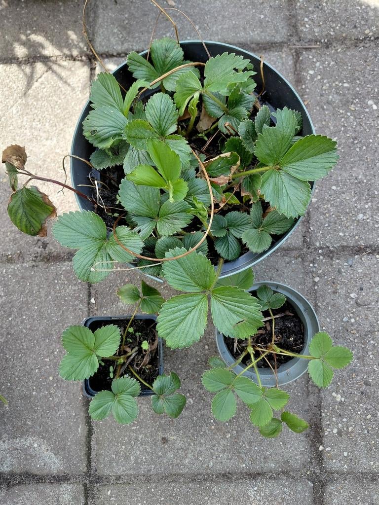 Aardbei, Tuin en Terras, Planten | Tuinplanten, Ophalen, Bloeit niet, Overige soorten, Volle zon