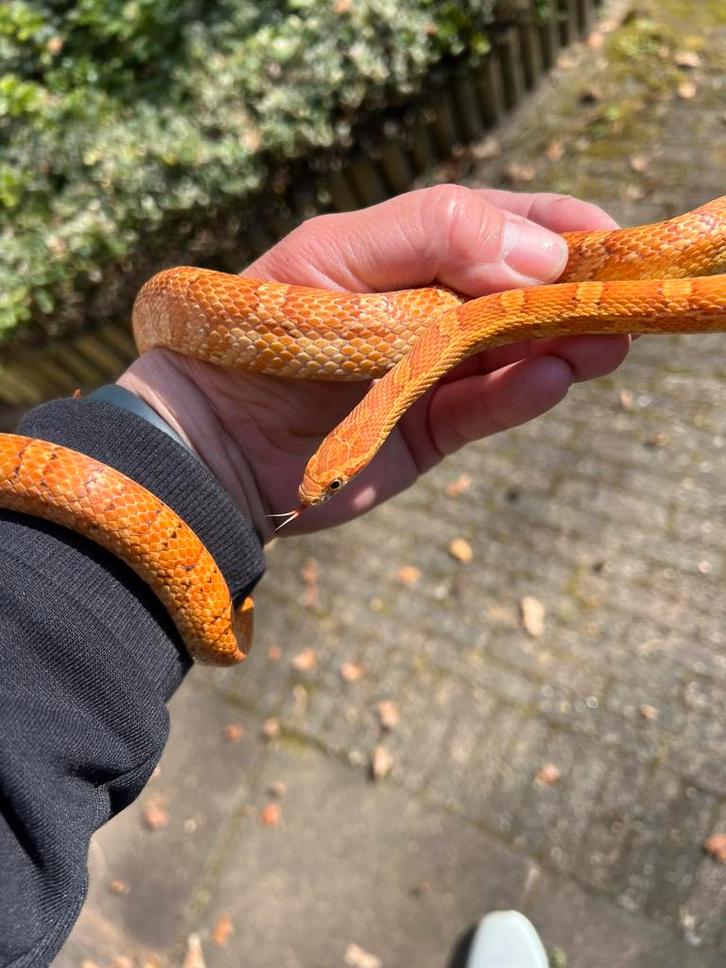 Mooie korenslang man (hypo Okeetee het. Palmetto) Corn Snake - male for sale from Ambull