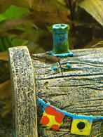 Baby algeneters vissen, Vis