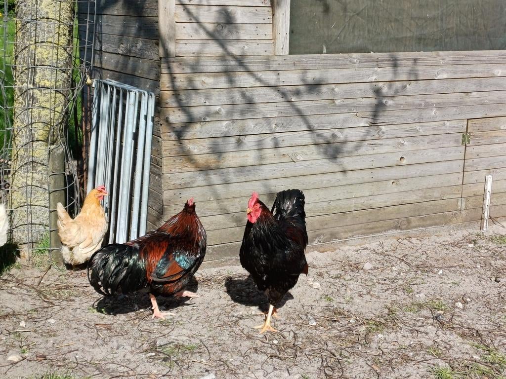 Hanen Jersey, Dieren en Toebehoren, Pluimvee, Mannelijk, Kip
