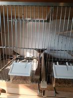 Drie jonge spitsstaartamadines, Dieren en Toebehoren, Geslacht onbekend