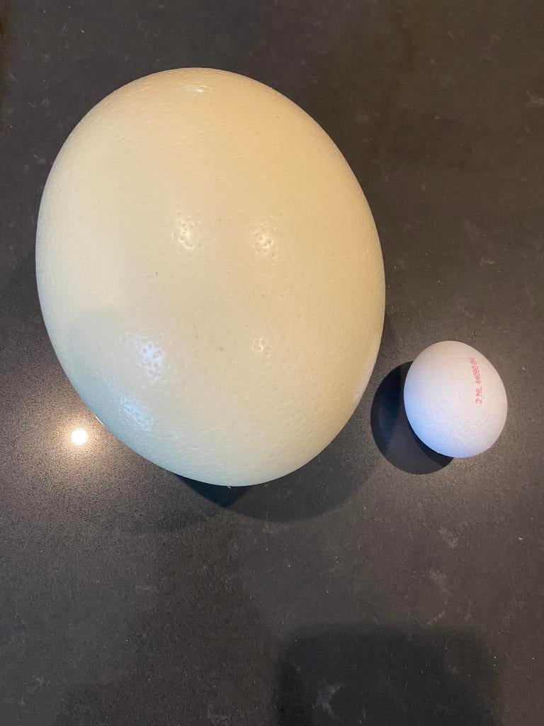 Struisvogel ei 18 eieren uitgeblazen leuk voor de pasen, Ophalen, Zo goed als nieuw