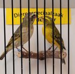 Koppel geelbuikcini, Dieren en Toebehoren, Meerdere dieren, Geringd