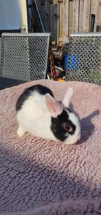 Jonge konijntjes, Meerdere dieren, 0 tot 2 jaar