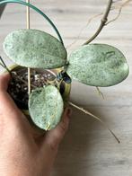 Hoya carnosa 'Nova Ghost', Huis en Inrichting, Kamerplanten, Ophalen of Verzenden, In pot, Halfschaduw, Minder dan 100 cm