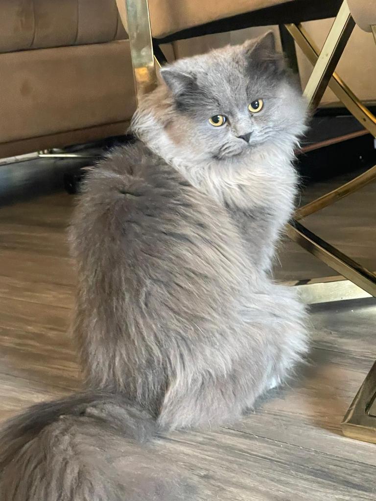 Prachtig langhaar kater britse type beschikbaar voor dekking, Kater, Gechipt, 0 tot 2 jaar