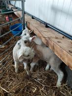 Drie fles lammeren, Vrouwelijk, Schaap