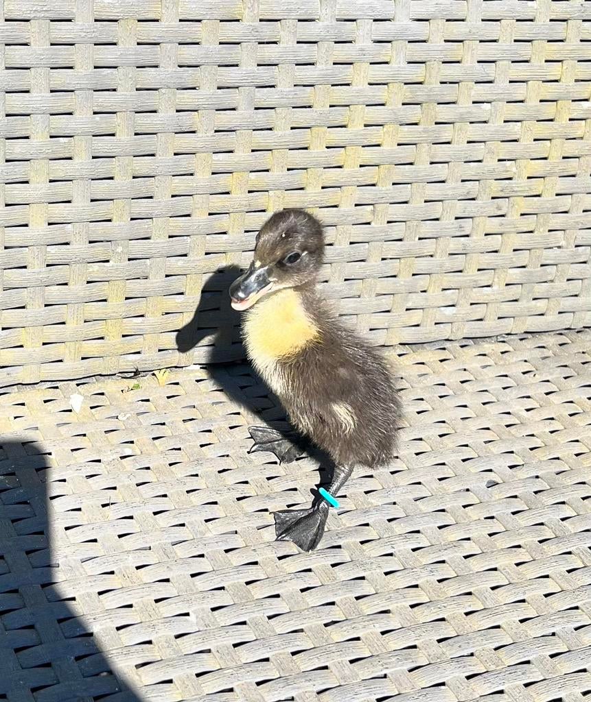 Knappe Indische loopeend pullen net uit het ei, Dieren en Toebehoren, Pluimvee, Geslacht onbekend, Eend