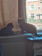 GEZOCHT GOED THUIS VOOR 2 ZWART WIT POES KATER, Meerdere dieren, Kortharig, 3 tot 5 jaar