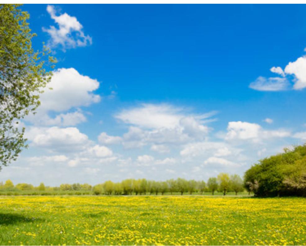 Weiland gezocht regio rotterdam-Barendrecht en heel brabant, Dieren en Toebehoren, Stalling en Weidegang, Weidegang