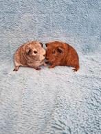 2 lieve agouti cavia beertjes, Februari, Mannelijk, Cavia