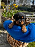 Te koop rottweiler pups met en zonder stamboom, Parvo, 8 tot 15 weken, Meerdere, Meerdere dieren