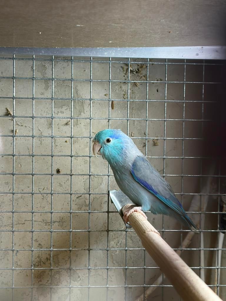 Forpus man, Dieren en Toebehoren, Vogels | Parkieten en Papegaaien, Mannelijk, Dwergpapegaai of Agapornis