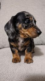 Dwergteckel pups, Dieren en Toebehoren, 8 tot 15 weken, Parvo, Meerdere, Meerdere dieren