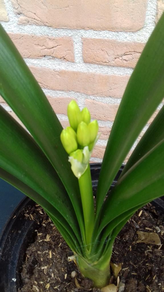 Clivia met oranje bloemknop, Ophalen, Overige soorten, Halfschaduw, Minder dan 100 cm