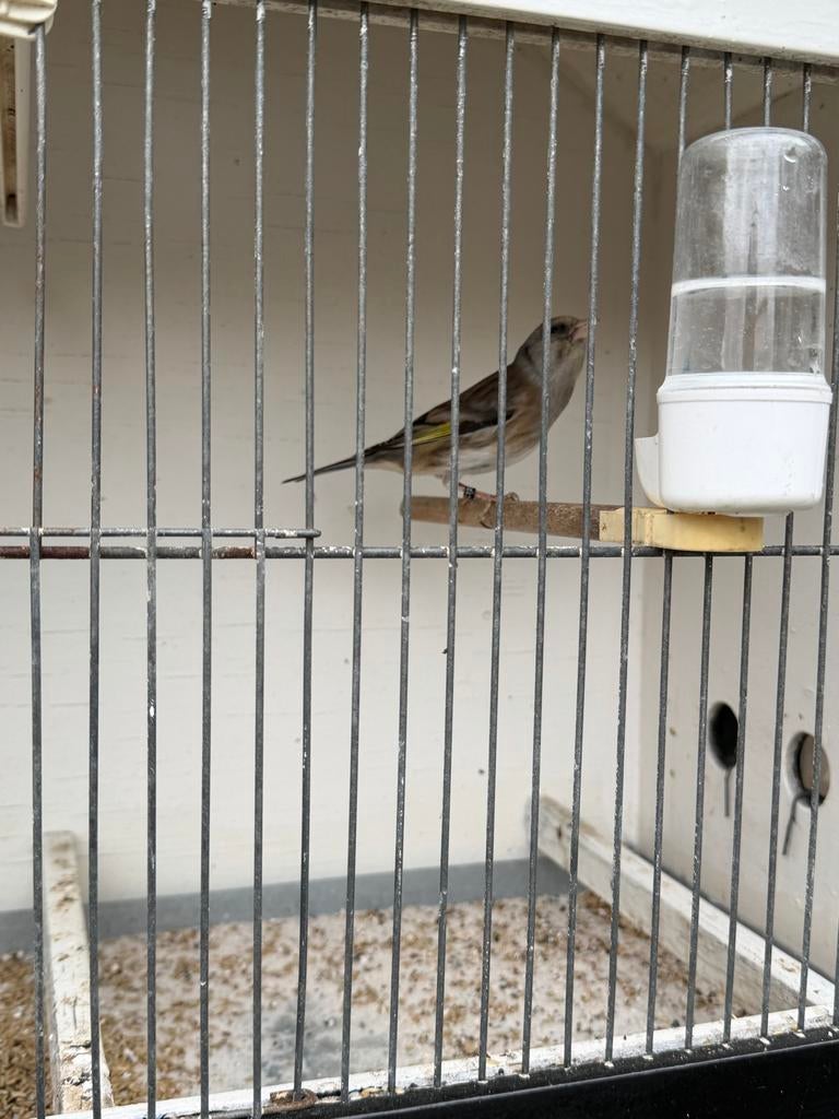 Zeer mooie putter bastaard in de kleur staal grijs, Mannelijk, Wildzangvogel