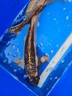 Koi karper ghost, Karper of Koi