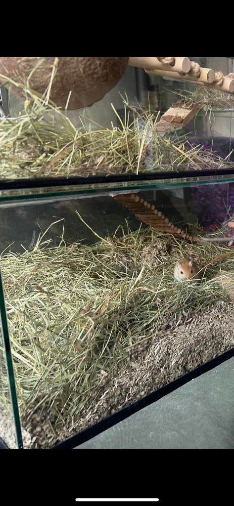 Gerbil / Gerbils, Dieren en Toebehoren, Ophalen, Zo goed als nieuw