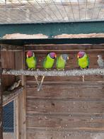 Te koop mooie pruimkop parkieten, Dieren en Toebehoren, Vogels | Parkieten en Papegaaien, Meerdere dieren, Parkiet, Geringd