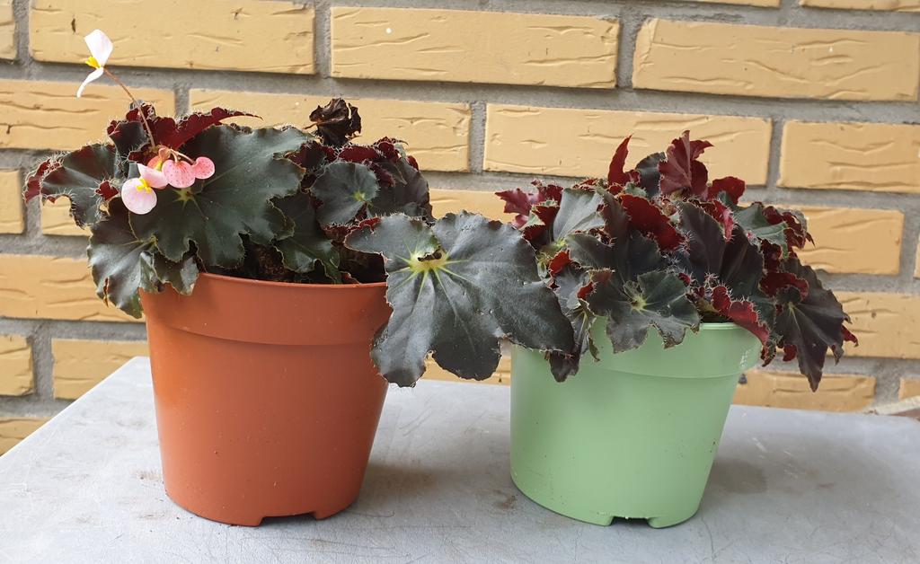 Begonia Black Mamba € 3 beide voor €5, Ophalen, Halfschaduw, Minder dan 100 cm