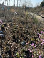 Rozen struikjes div kleuren komen 16/3 binnen, Ophalen, Overige soorten, Struik, Minder dan 100 cm