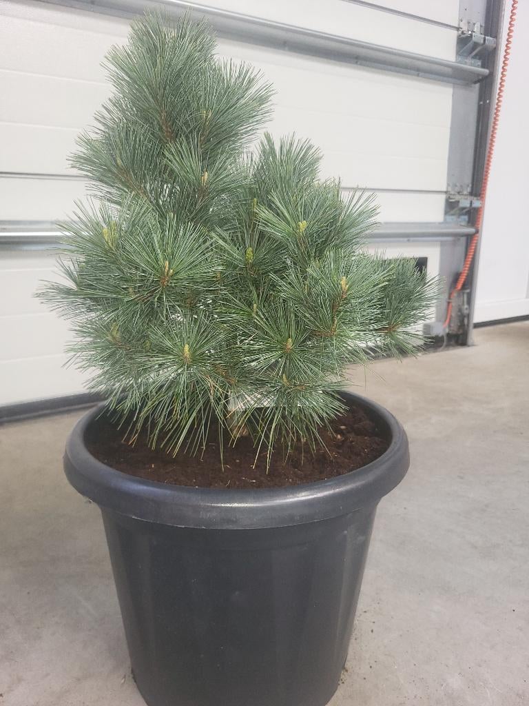 1 Pinus Strobus Secrest, Tuin en Terras, Planten | Bomen, Bloeit niet, Overige soorten, Minder dan 100 cm, Ophalen