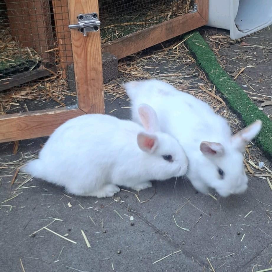 Jonge konijnen, Dieren en Toebehoren, Konijnen, Vrouwelijk