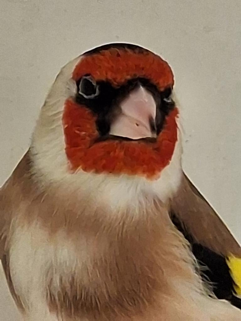 Super mooie Grote Major Putter man wildkleur, Dieren en Toebehoren, Vogels | Overige Vogels, Wildzangvogel, Mannelijk, Geringd